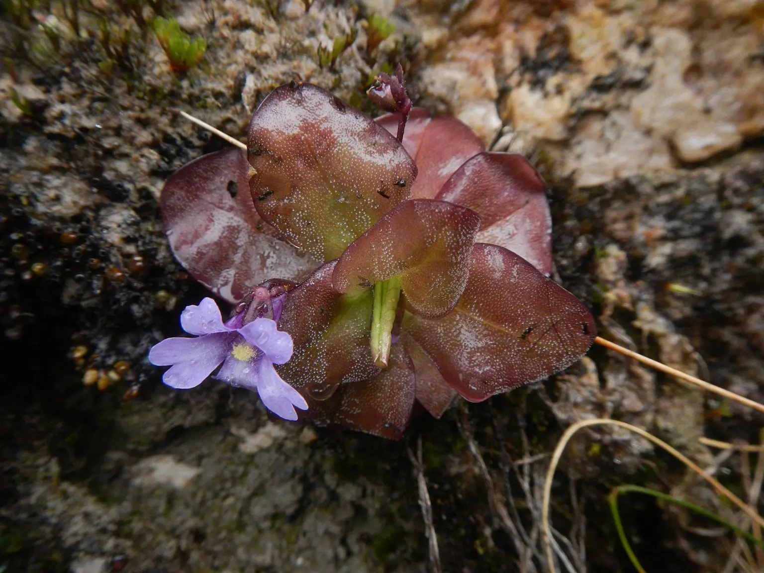 Pinguicula-ombrophila-1536x1152.webp