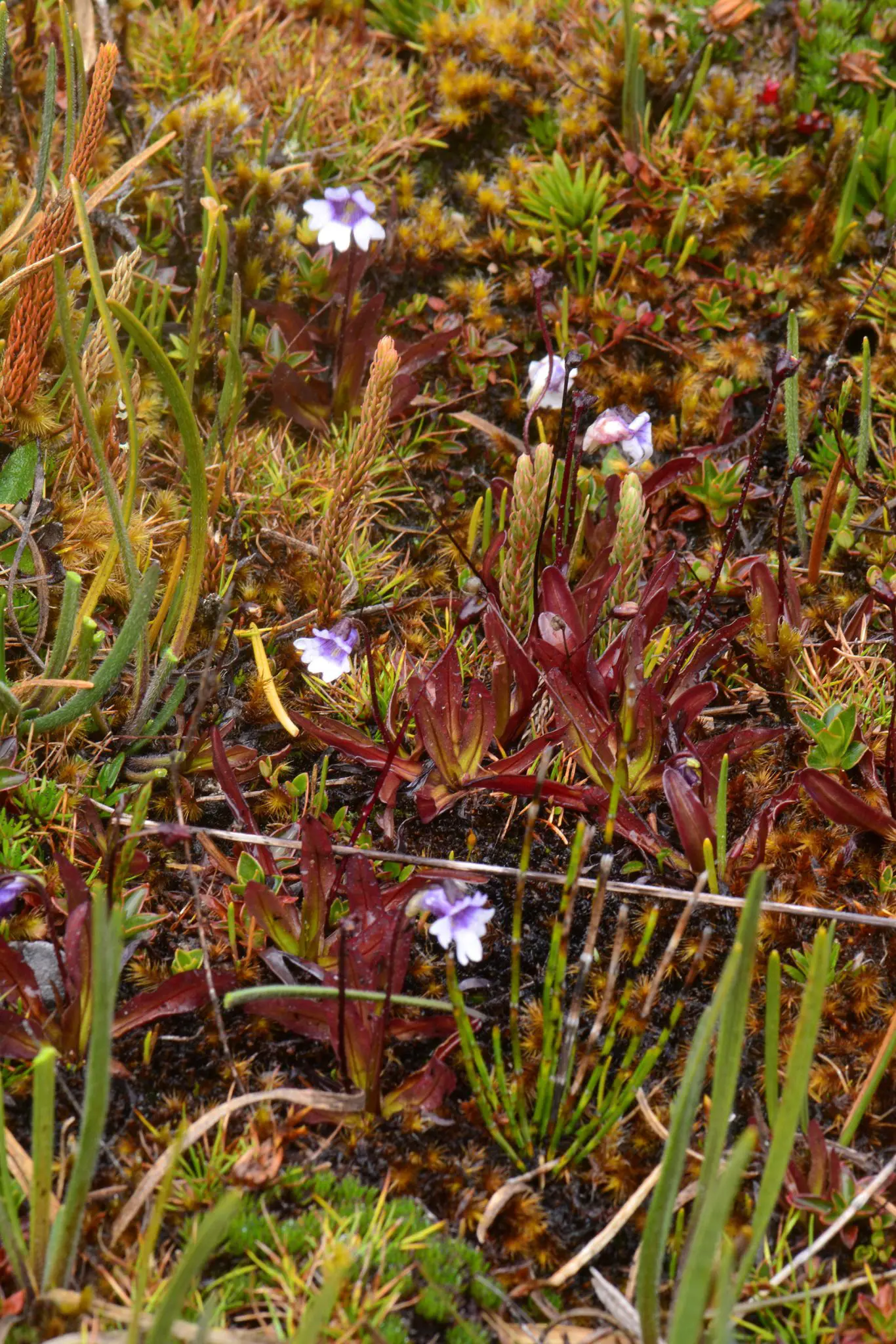 Pinguicula-jimburensis-1366x2048.webp