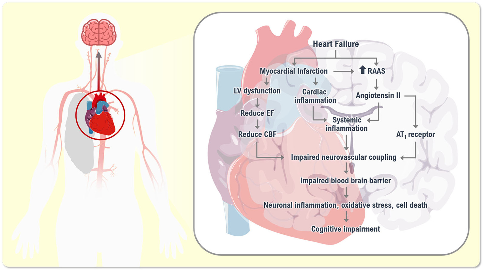 apha13642-fig-0001-m.jpg