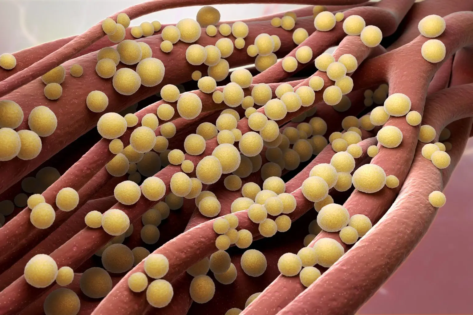 Staphylococcus-aureus-Illustration-1536x1024.webp