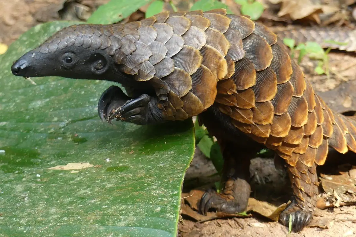Pangolin-Genetics.webp