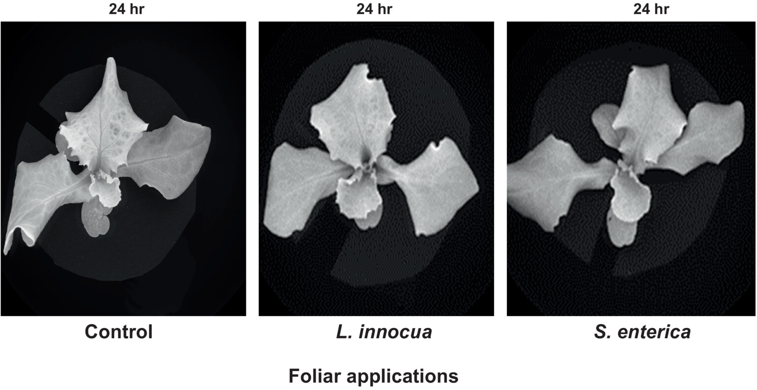 jfs13056-fig-0003-m.jpg