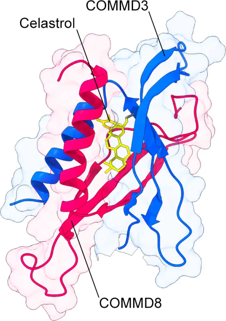 In-Silico-Modeling-of-the-Celastrol-Bound-COMMD38-Complex.webp