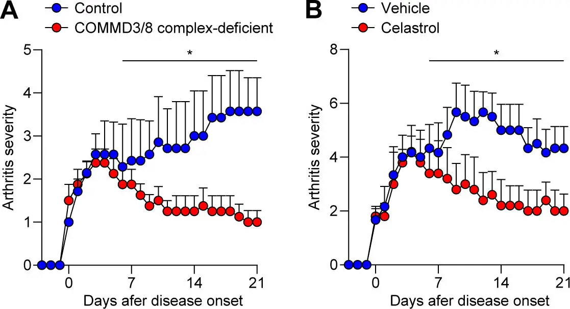 Effects-of-COMMD38-Complex-Deficiency-and-Celastrol-Treatment.webp