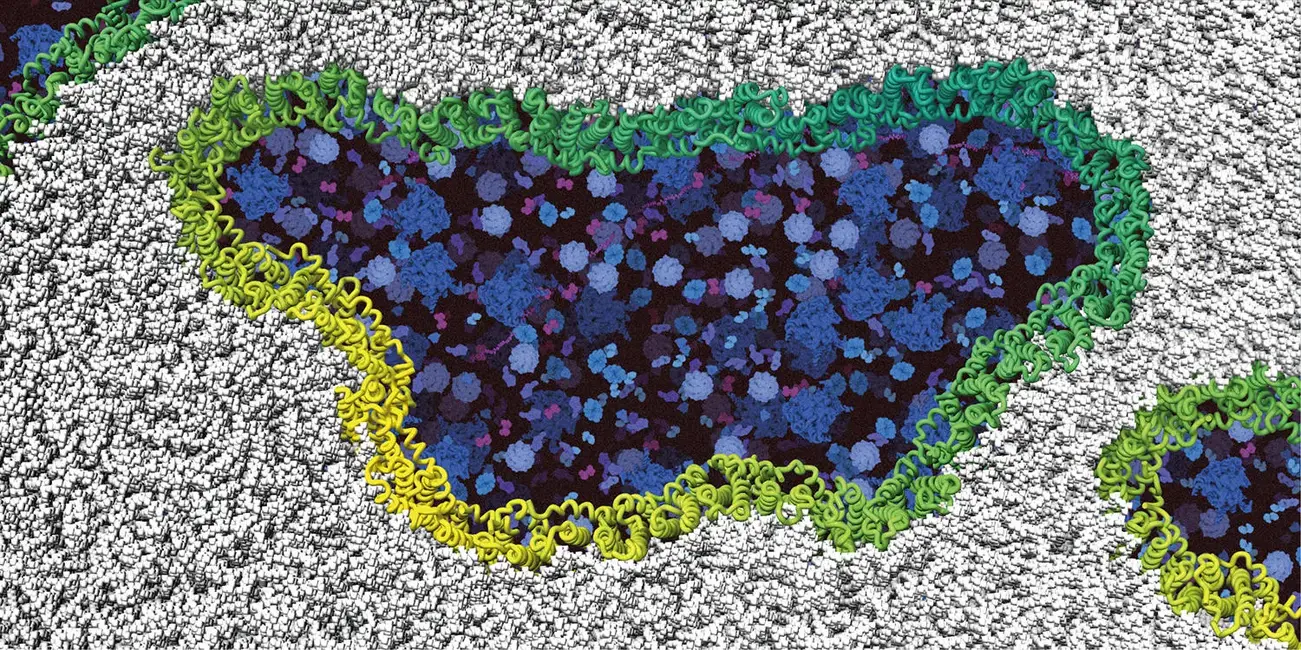 Ninjurin-1-Proteins-Form-Holes-in-the-Cell-Membrane.webp