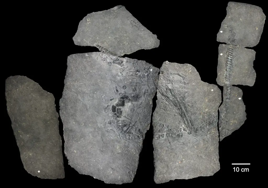 Radiography-Imaging-of-a-Middle-Triassic-Mixosaurid-From-Svalbard-2048x1436.webp