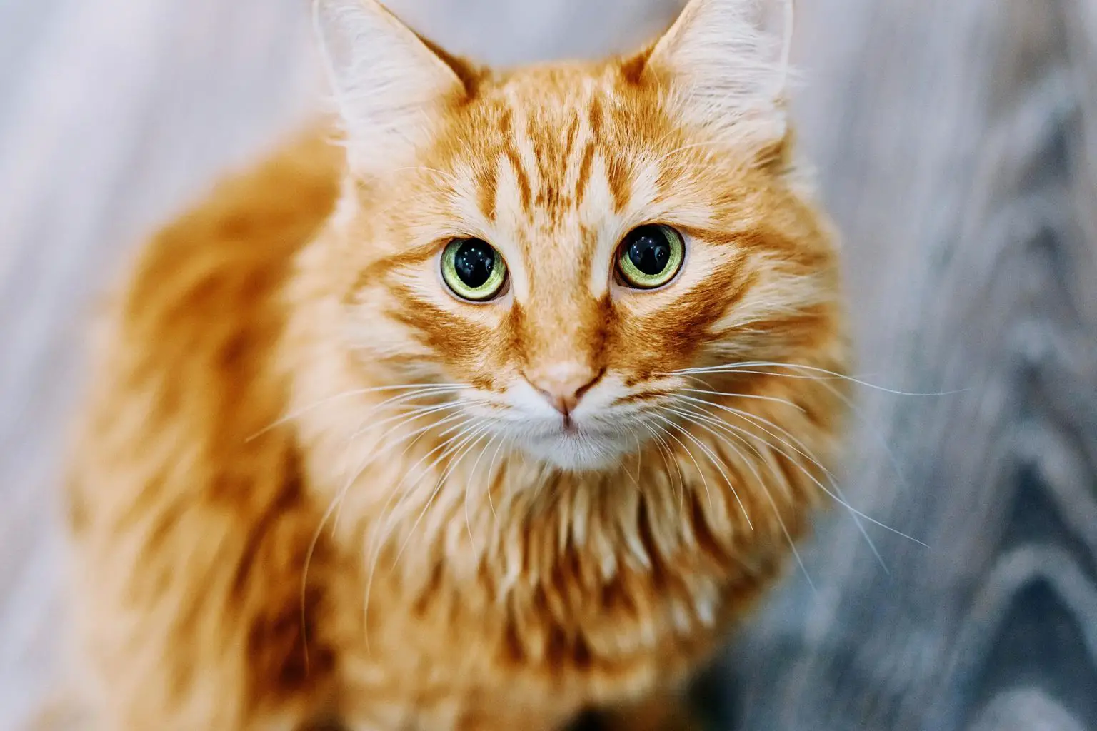 Ginger-Cat-1536x1024.webp