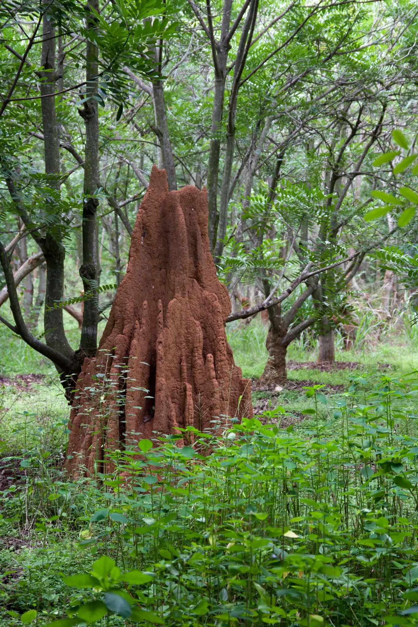 Termite-Mound-in-Bangalore-India-1366x2048.webp