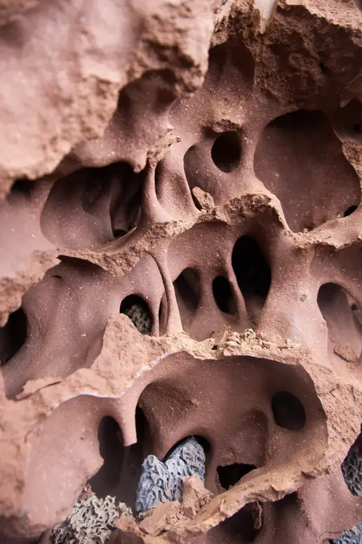 Egress-Complex-Termite-Mound-scaled.webp