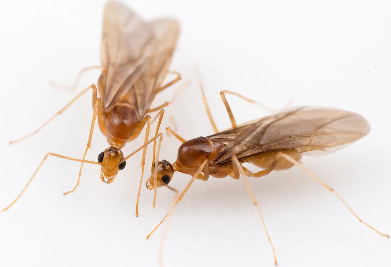 Two-Male-Yellow-Crazy-Ants-1536x1051.webp