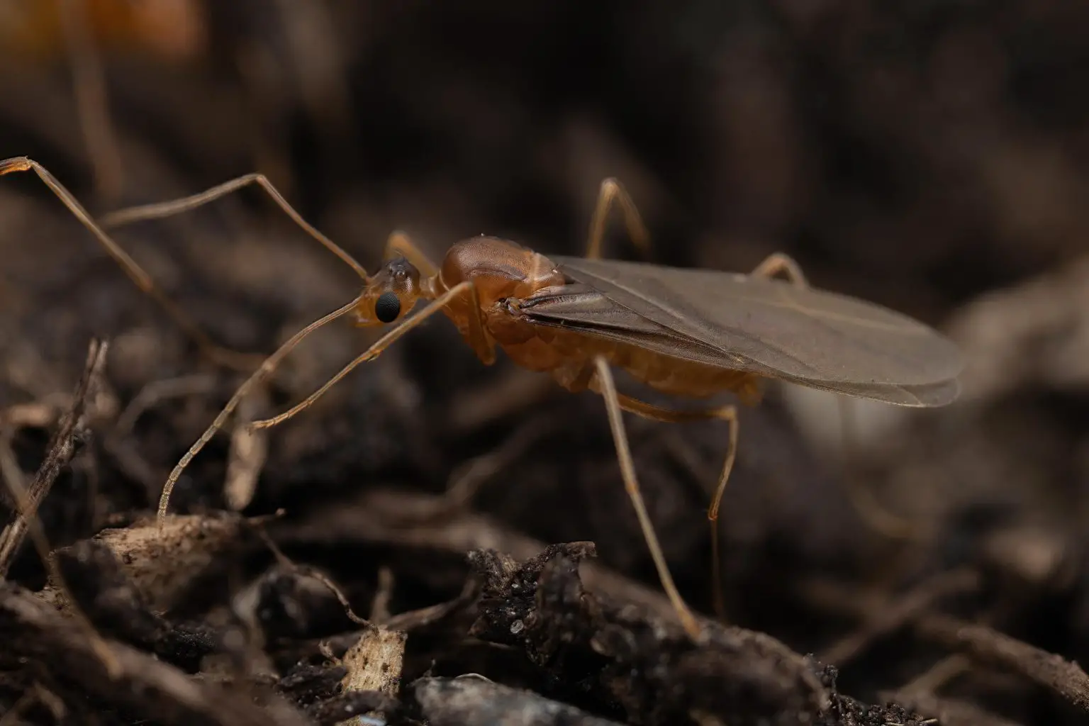 Male-Yellow-Crazy-Ant-in-Wild-1536x1024.webp
