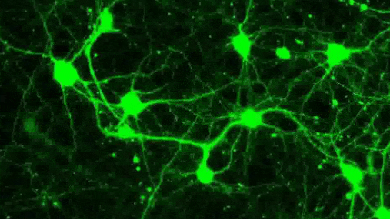 Neuronal-Fusion.gif
