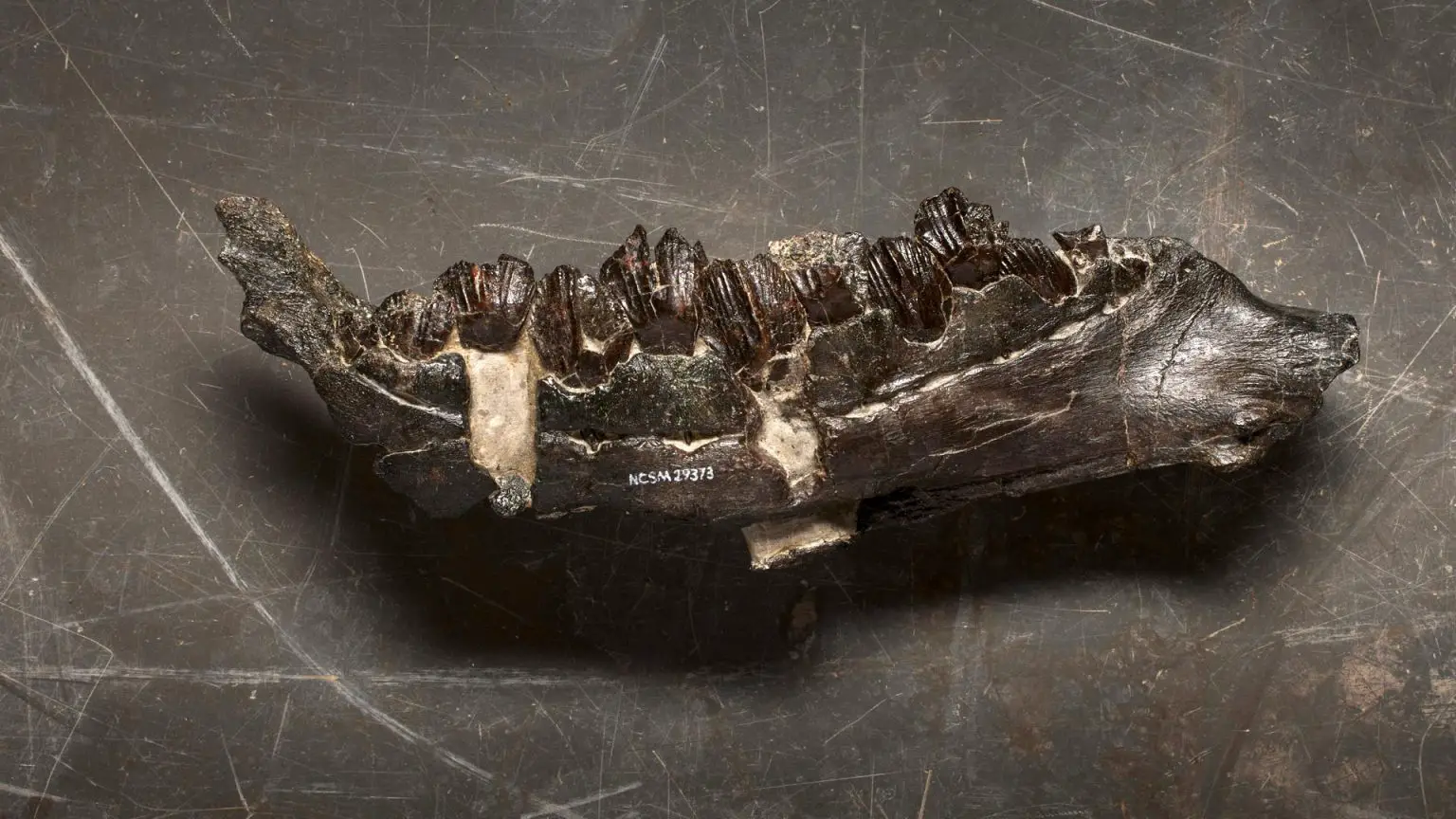 Iani-Jaw-1536x864.webp
