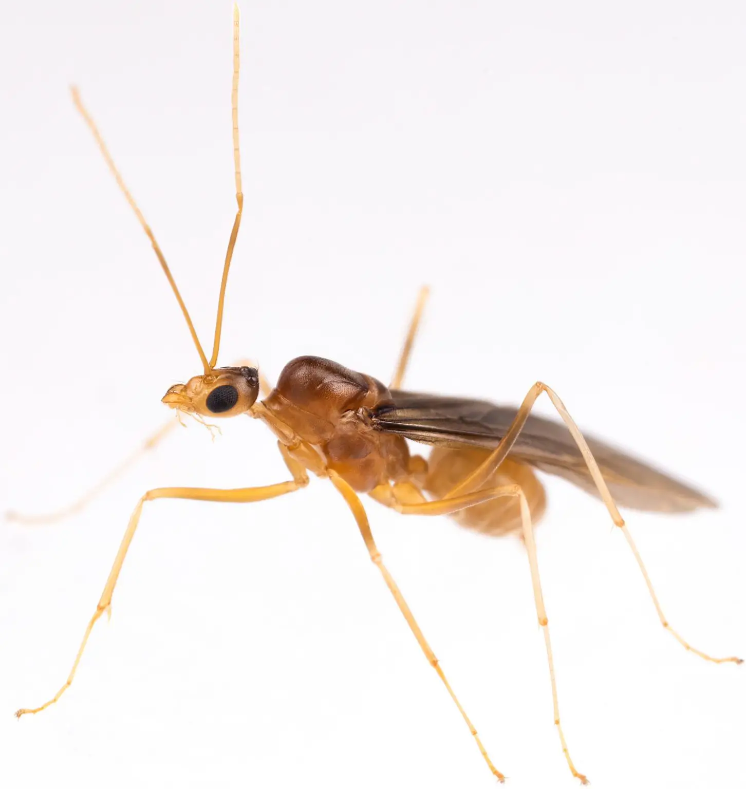 Male-Yellow-Crazy-Ant-1452x1536.webp