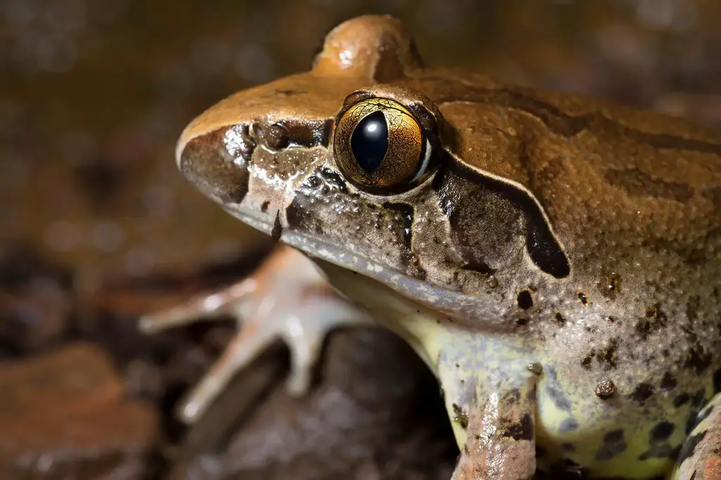 Giant-Barred-Frog-Mixophyes-iteratus.webp