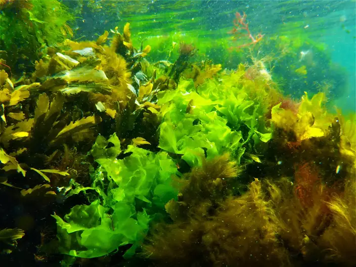 Sea-Lettuce-2048x1536.webp