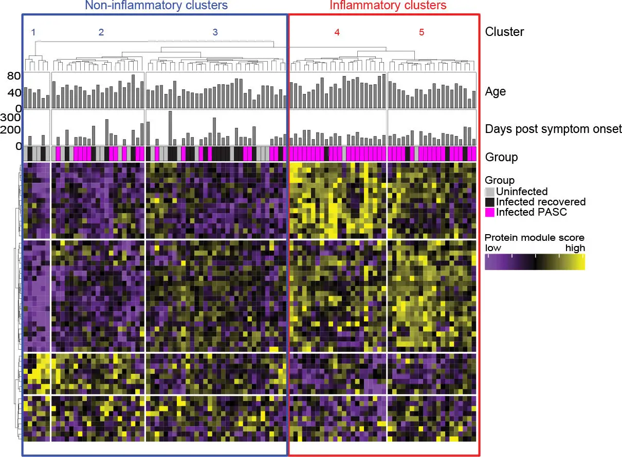 Circulating-Serum-Proteins-60-Days-After-Onset-of-SARS-CoV-2-Infectious-Symptoms-Identify-a-Sub-Category-of-Long-COVID-With-Persistent-Inflammation.webp