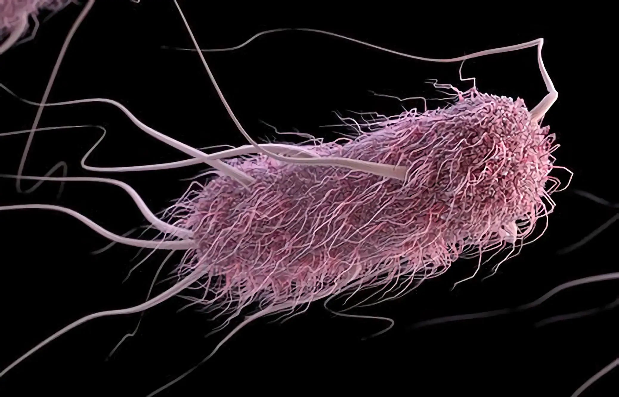 E-coli-Bacteria-Illustration.webp
