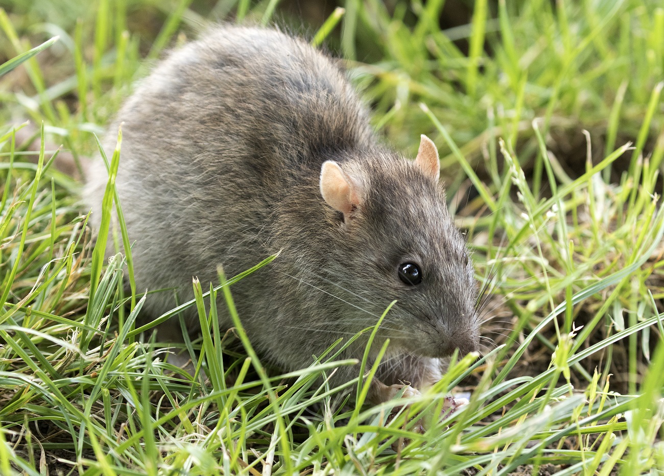 Rattus_norvegicus_-_Brown_rat_02.jpg