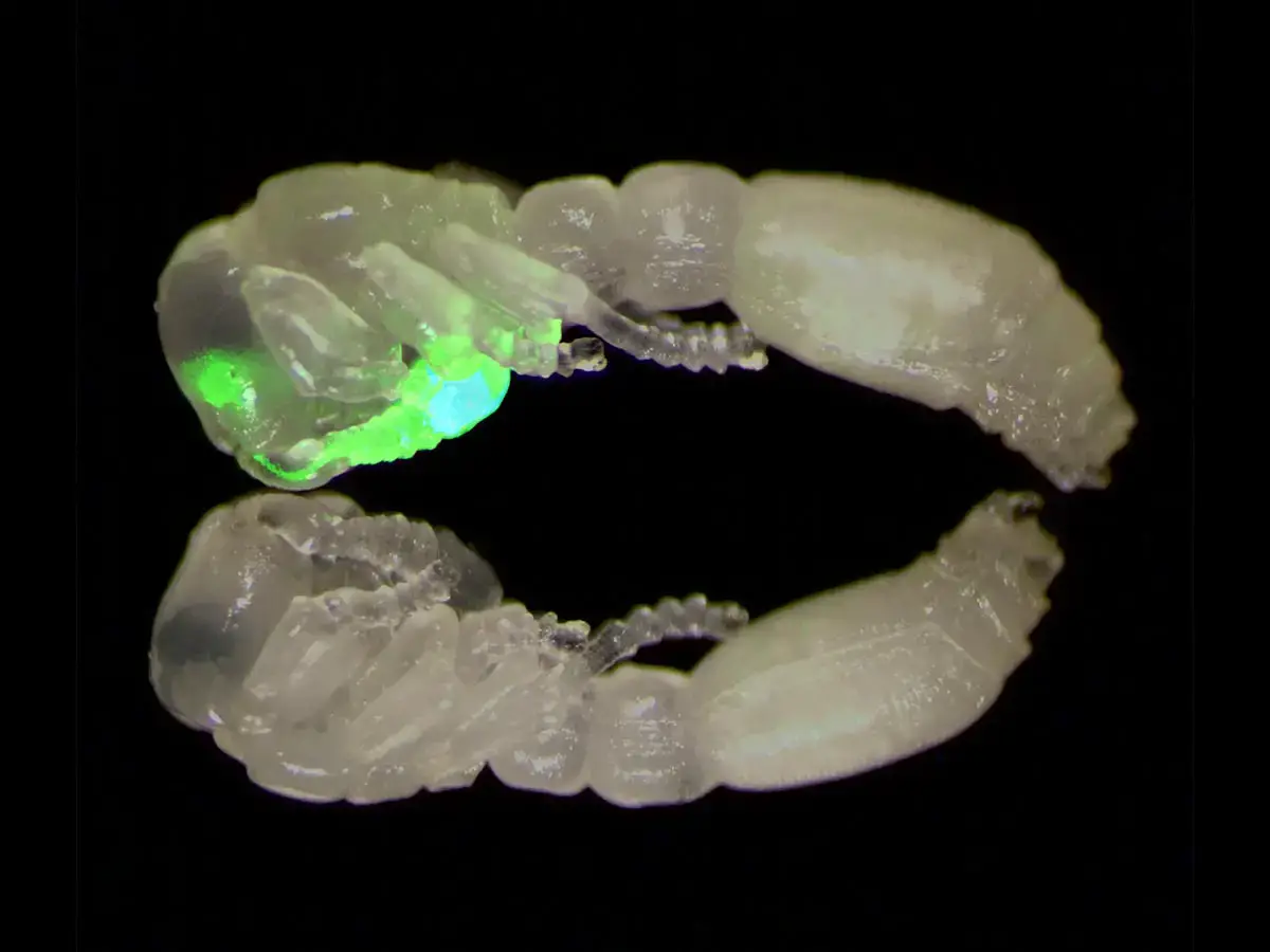Two-Clonal-Raider-Ant-Pupa.webp