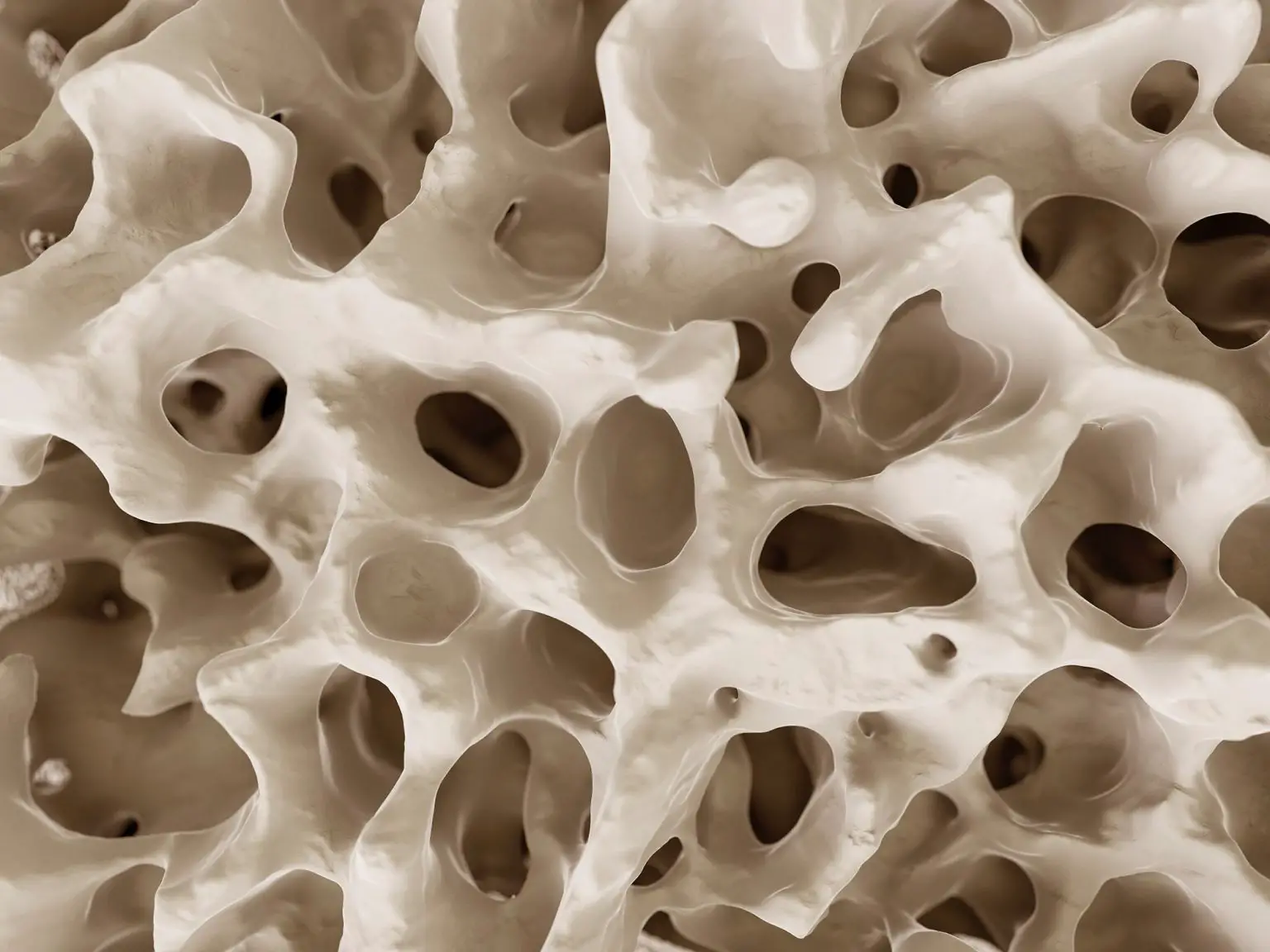 Bone-Structure-1536x1152.webp