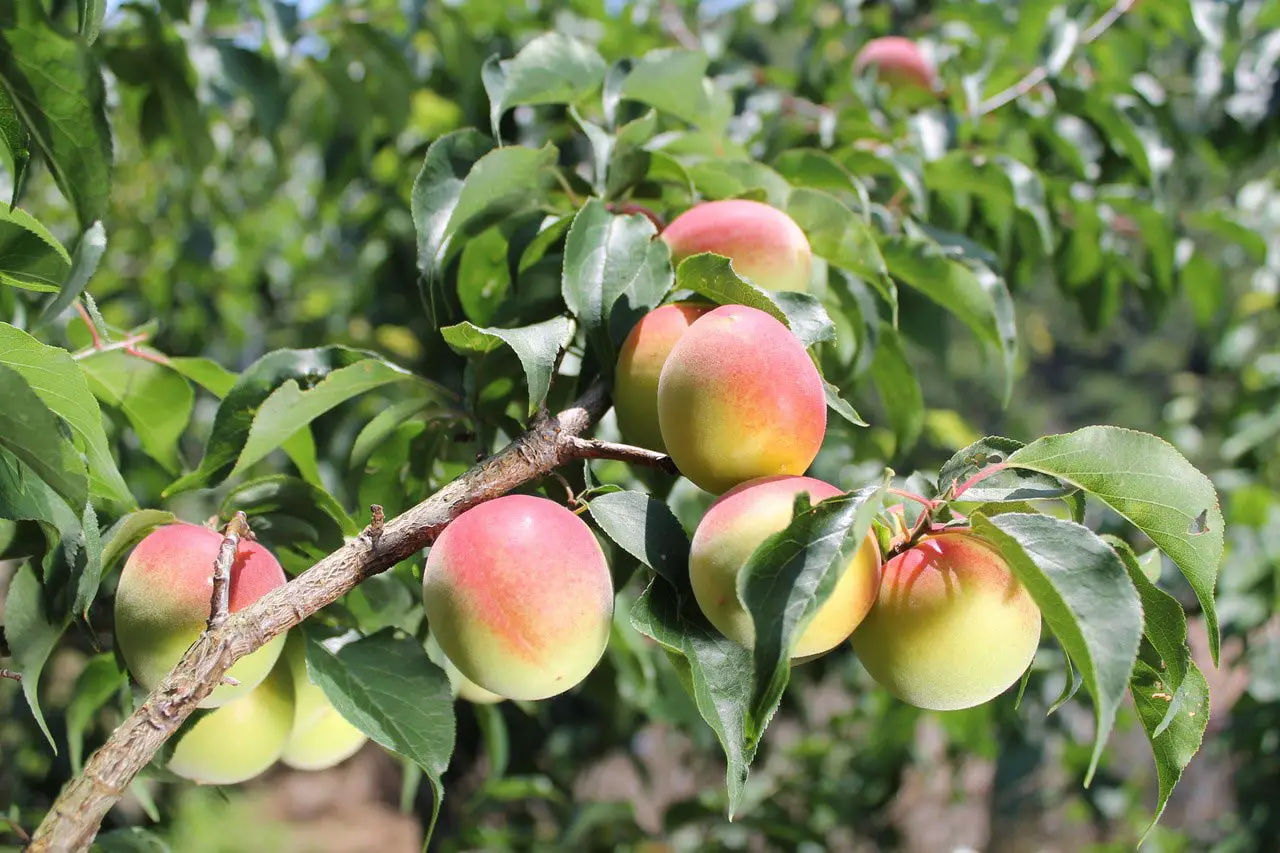 Ume-Fruit.webp