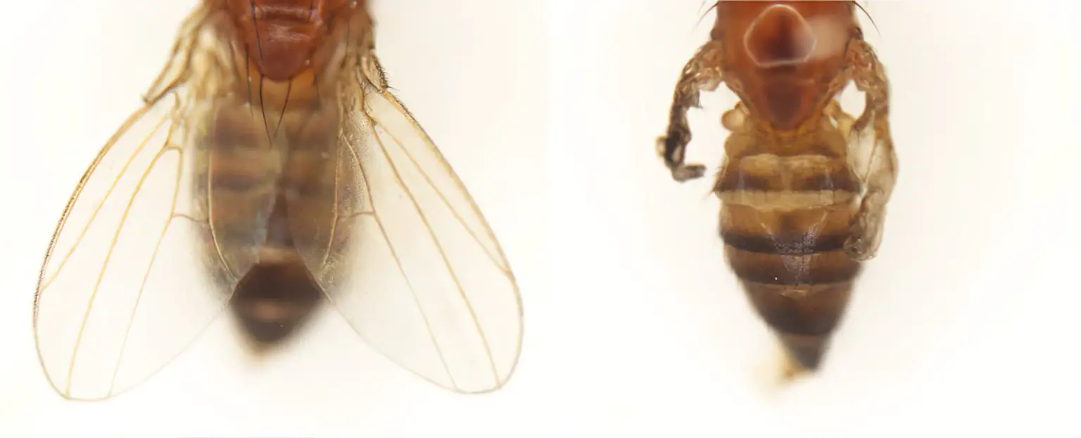 Fruit-Fly-Wings-Shrivel-1536x623.webp