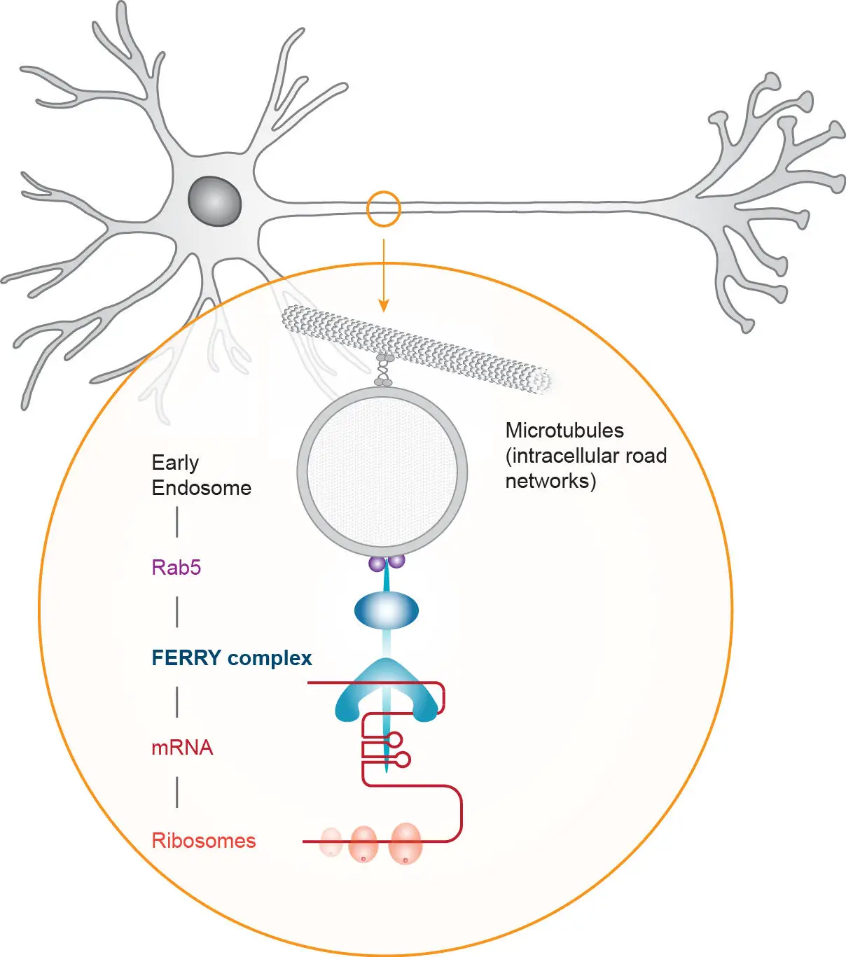 Transport-of-mRNA-in-Neurons-Along-Intracellular-Road-Networks-by-the-FERRY-Complex.webp