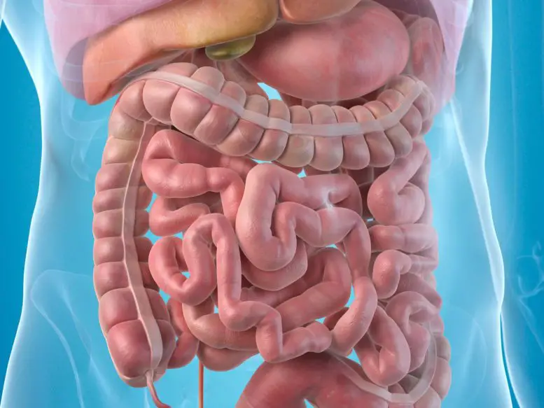Human-Anatomy-Digestive-System-Illustration-777x583.webp
