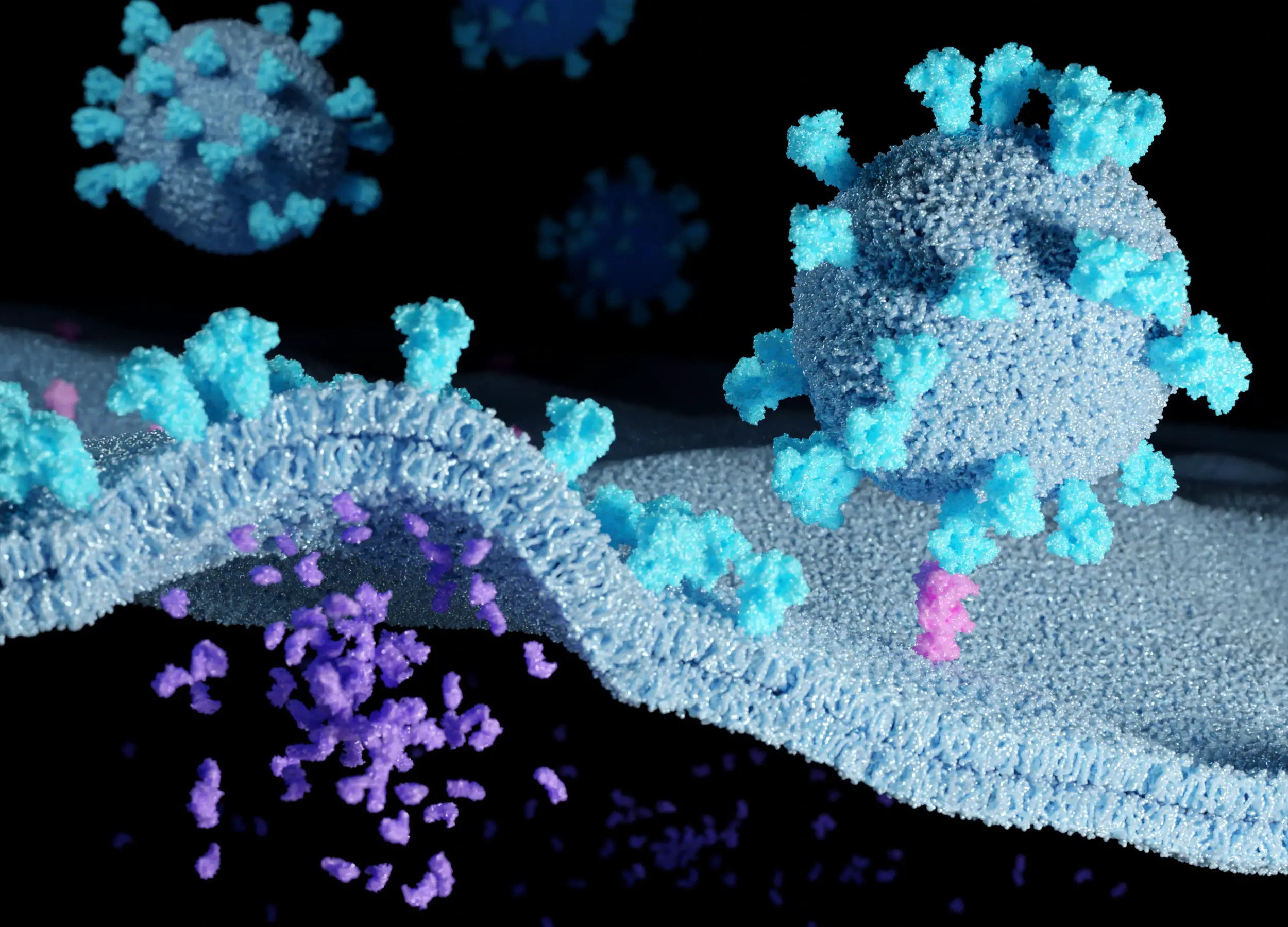 Coronaviruses-With-Spike-Proteins.webp