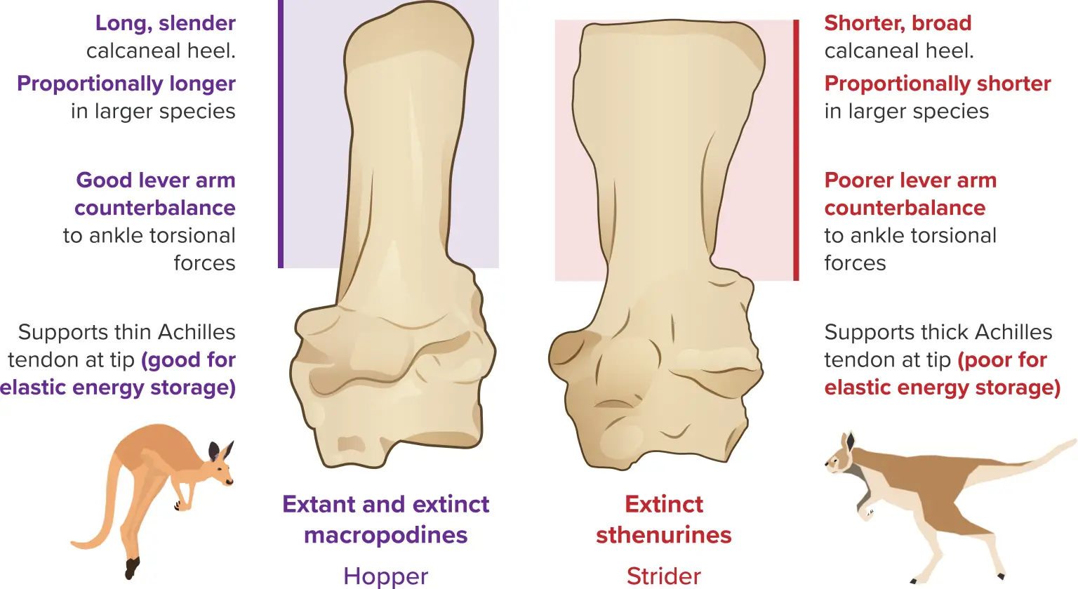 Extinct-Kangaroo-Hop-Infographic-1536x839.webp