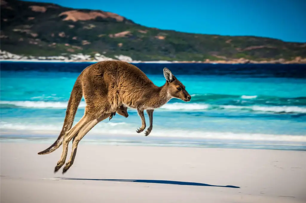 Kangaroo-Jumping.webp