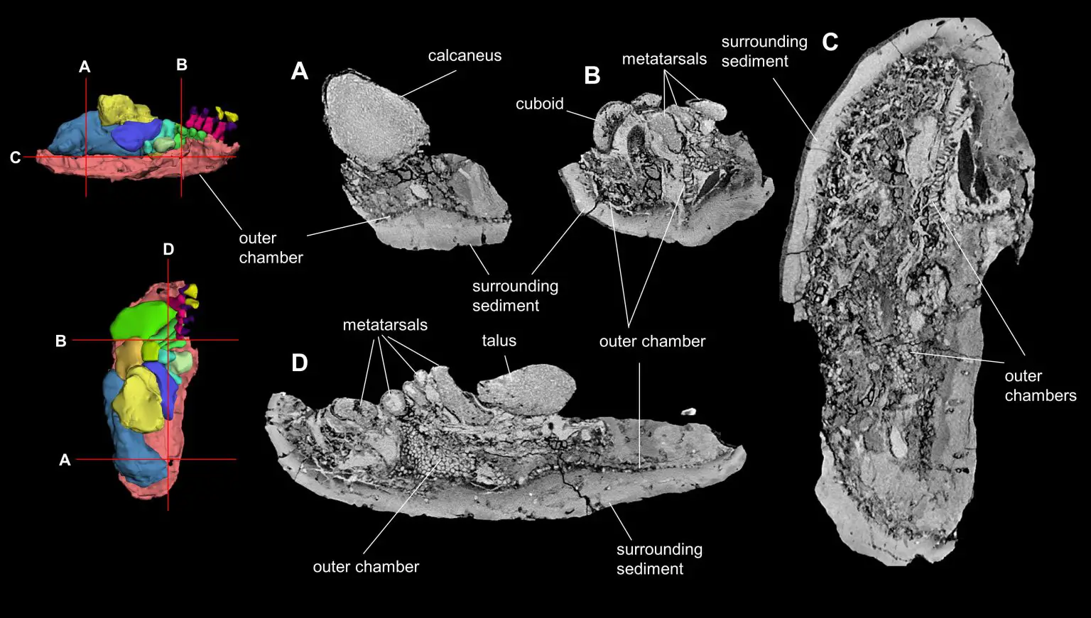 Diprotodontid-Material-1536x871.webp