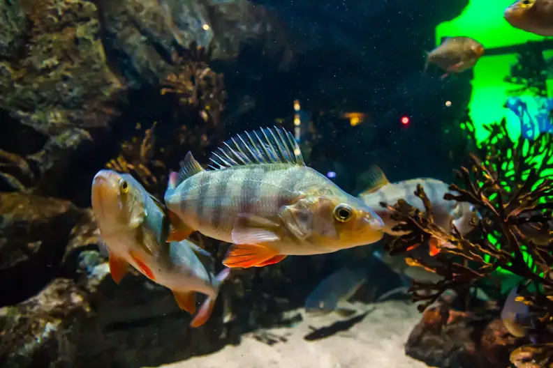 Small-Perch-Bioplastic-2048x1365.webp