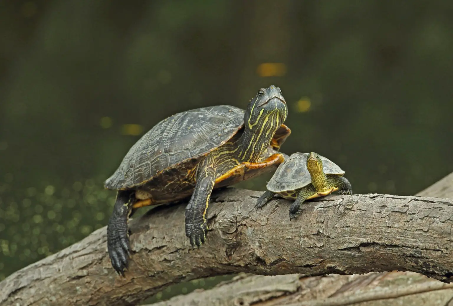 Red-Eared-Slider-Turtle-1-1536x1037.webp