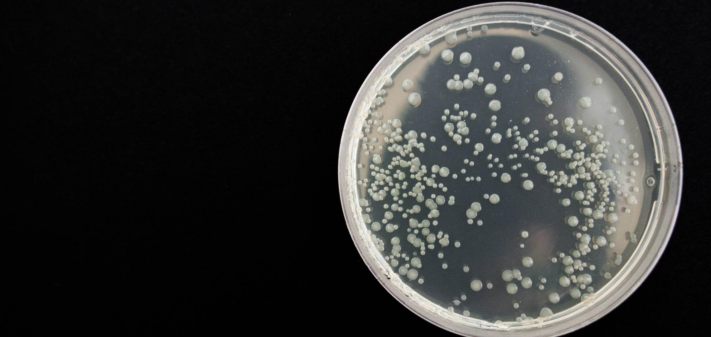 bacteria.jpg