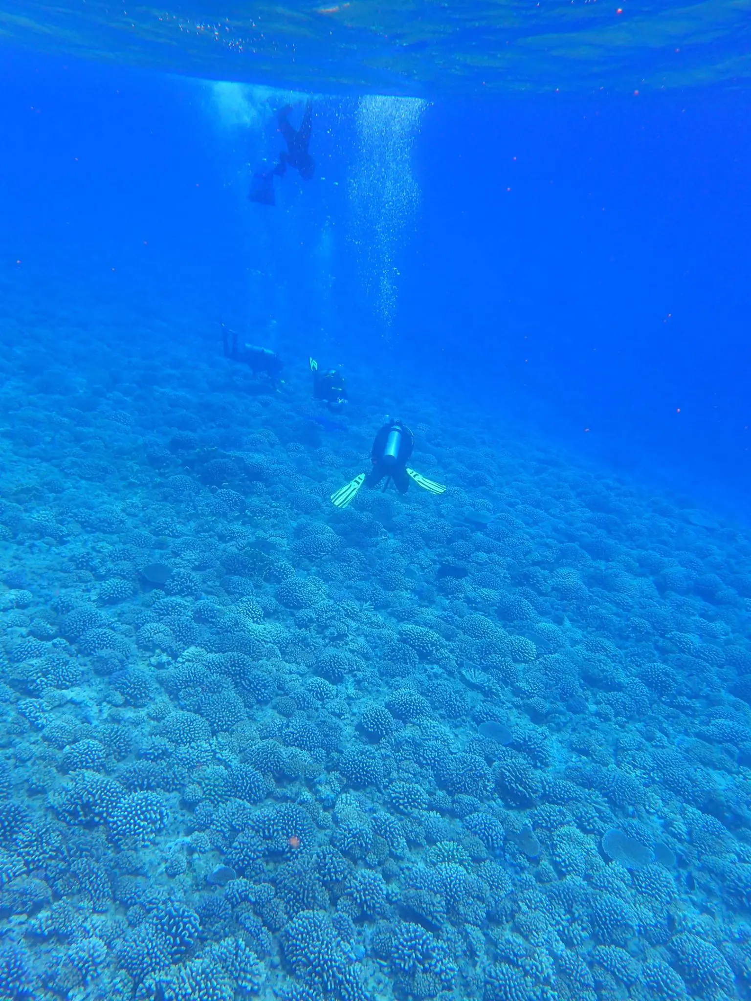 Collecting-Samples-of-Pocillopora-Corals-1536x2048.webp