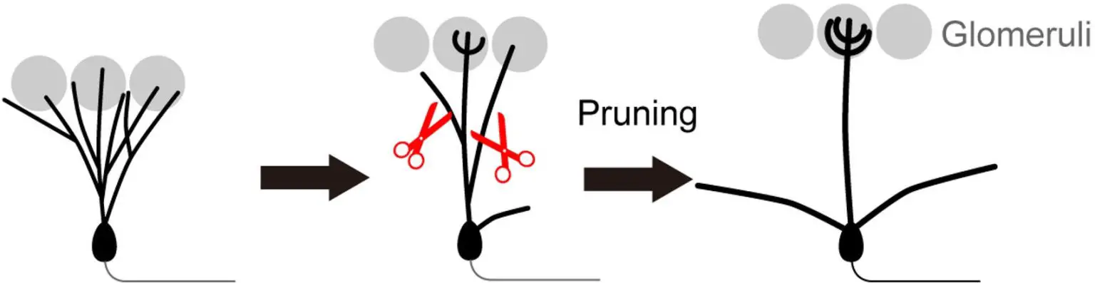 Single-Dendrite-Formation-Process-in-Developing-Mitral-Cells-1536x397.webp