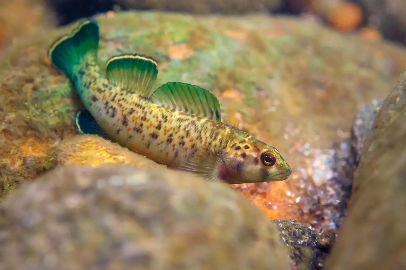 Tennessee-River-Basin-Greenfin-Darter-Fish-1536x1024.webp