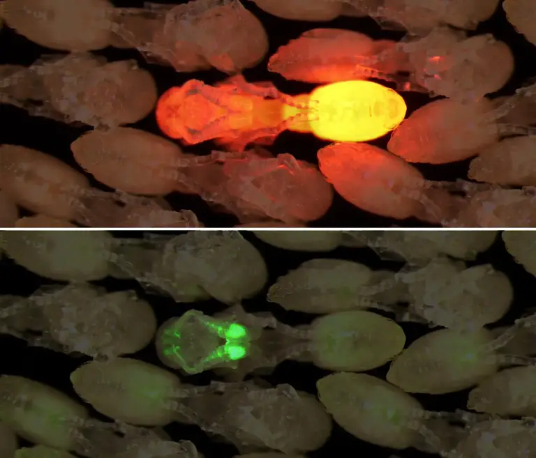 Single-Transgenic-Clonal-Raider-Ant-Pupa-Surrounded-by-Wild-Type-Pupae-2048x1750.webp