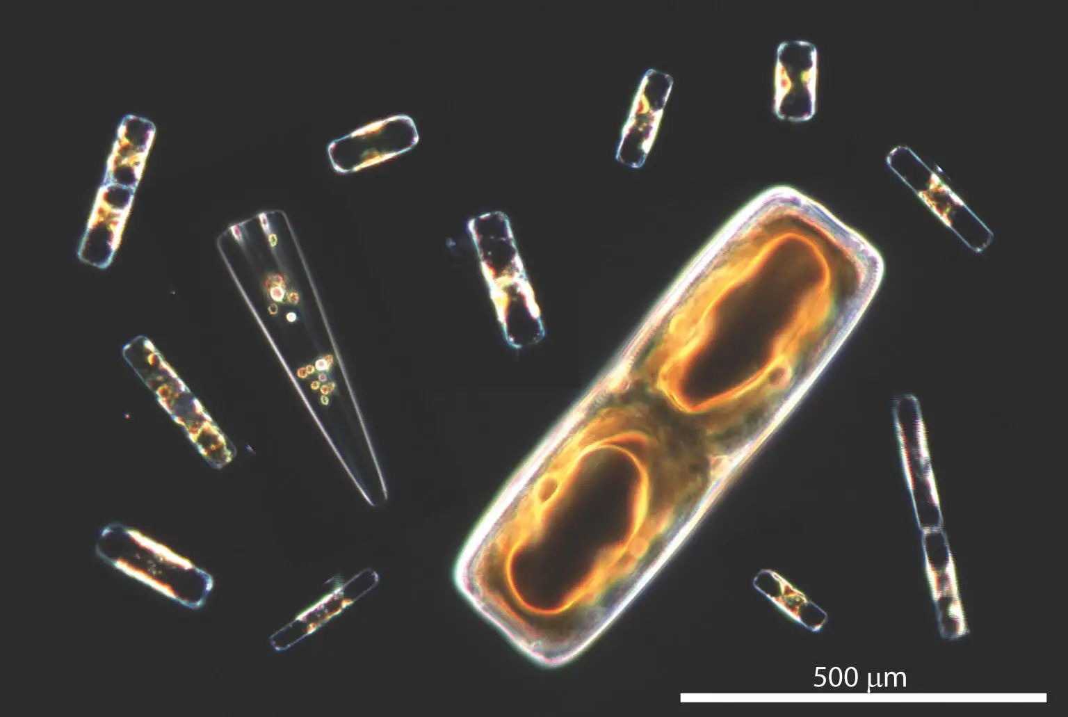 Diatoms-1536x1031.webp