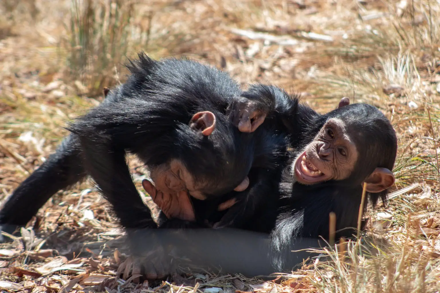 Juvenile-Female-Nancy-Showing-a-Play-Face-and-Laughing-1536x1024.webp