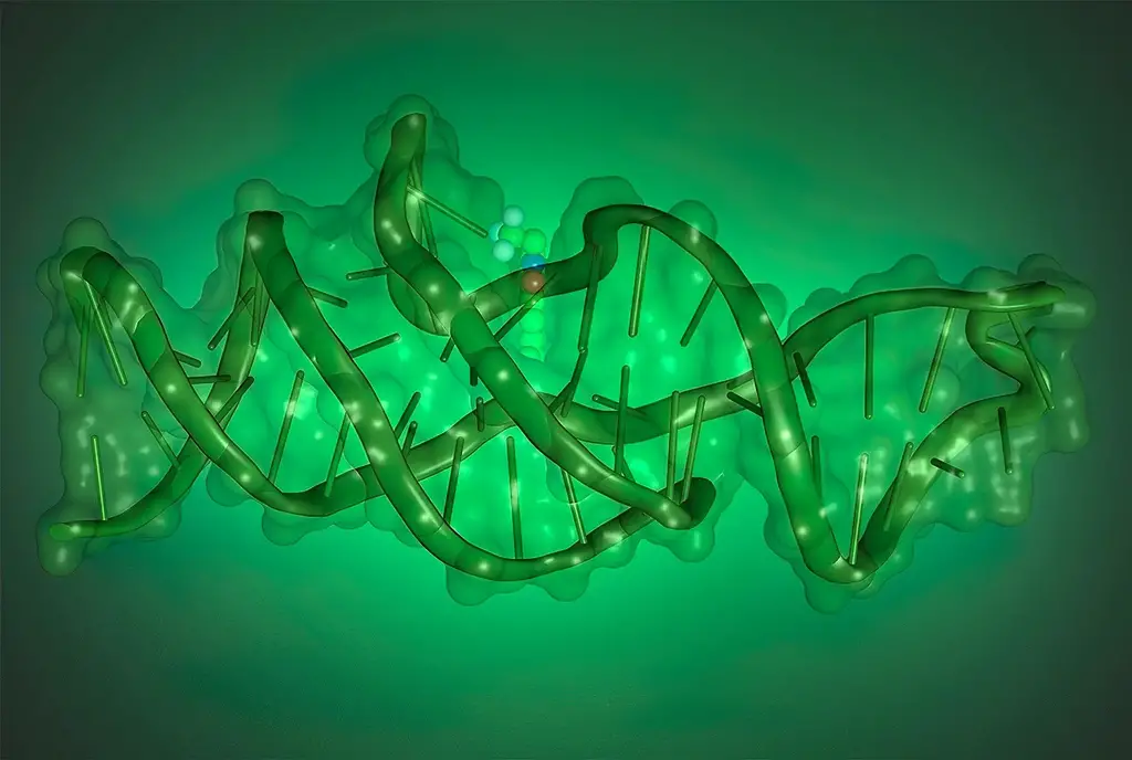 Structure-of-Lettuce-DNA.webp