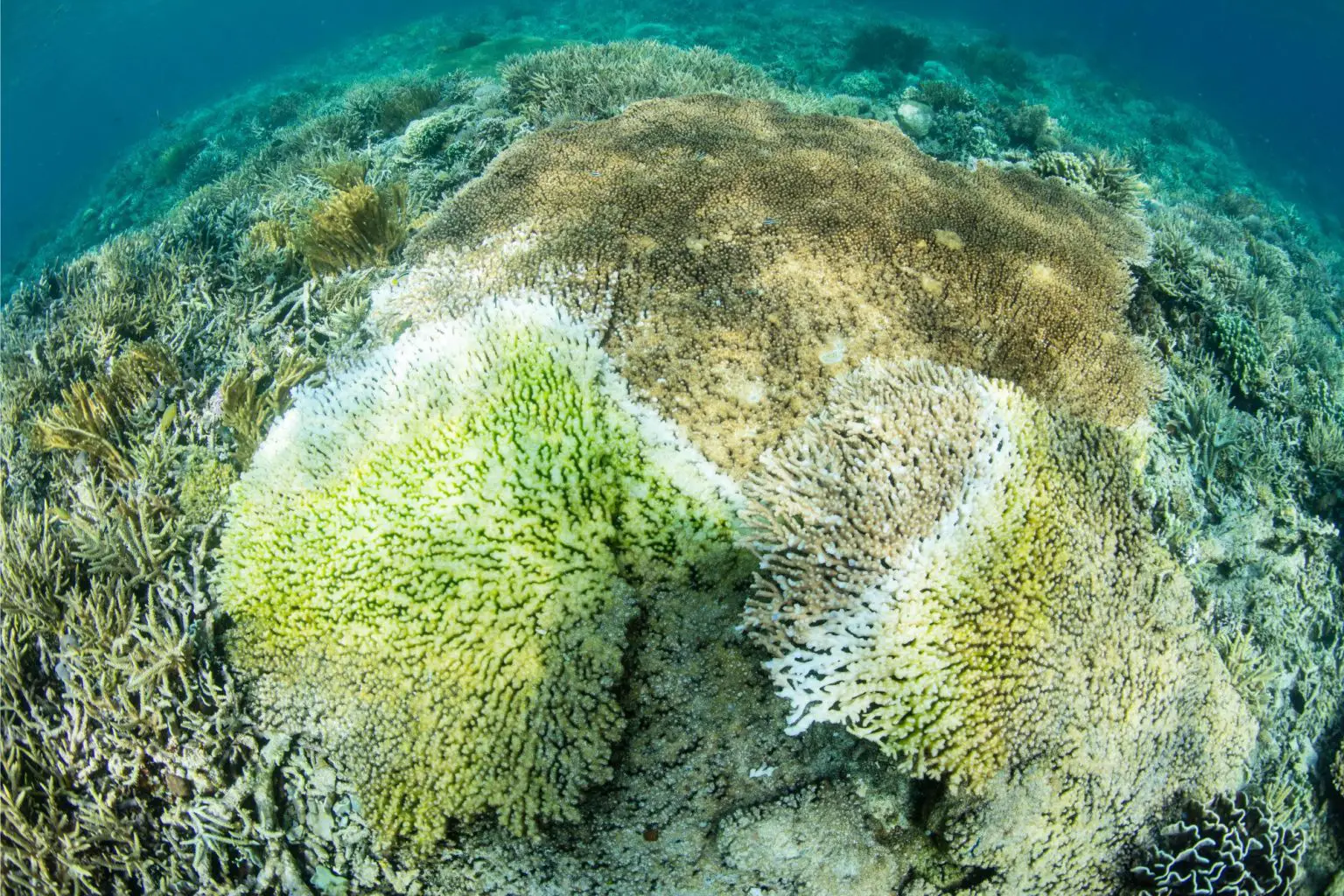 Diseased-Coral-Pacific-1536x1024.webp