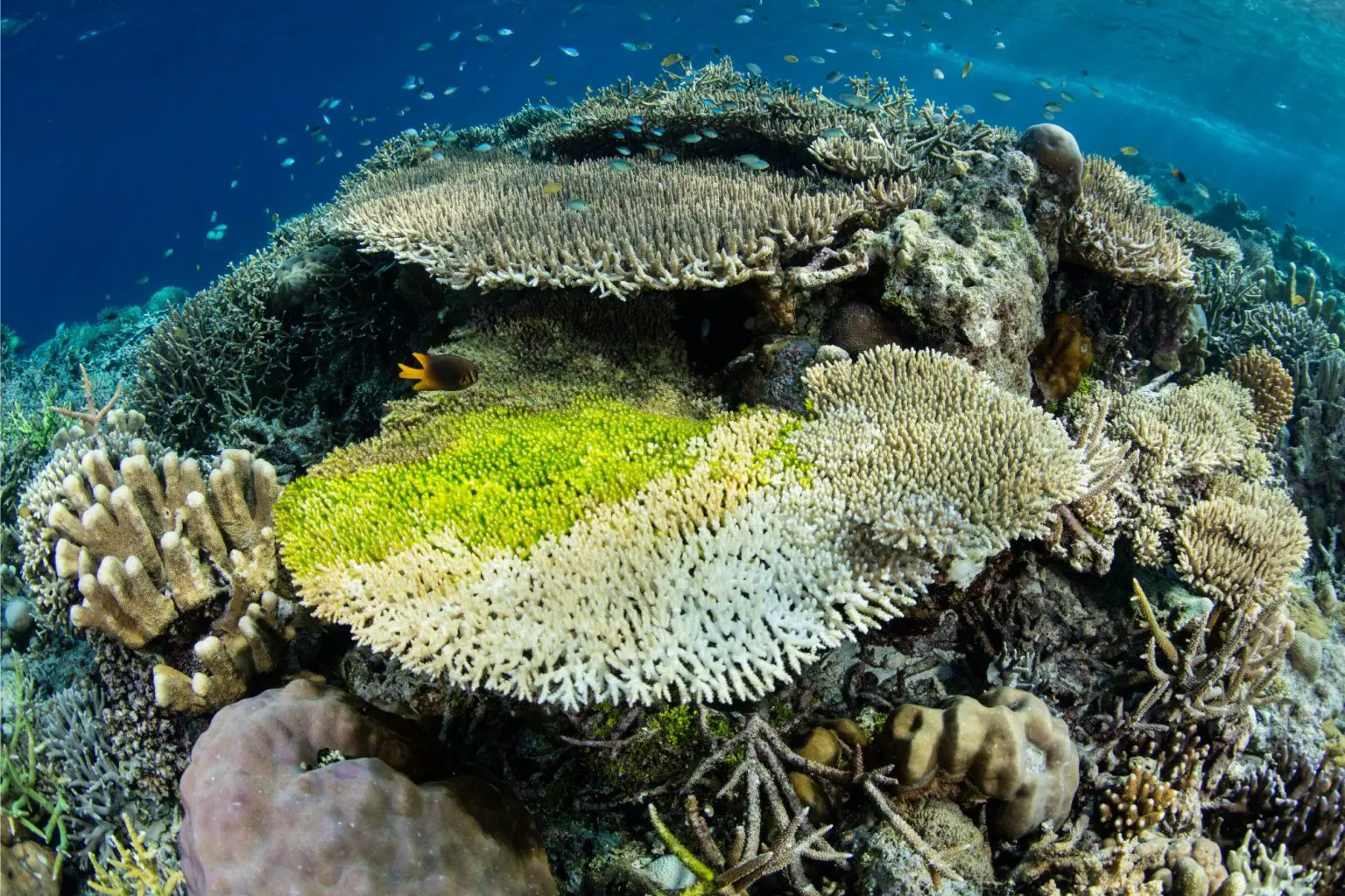 Diseased-Coral-1536x1024.webp