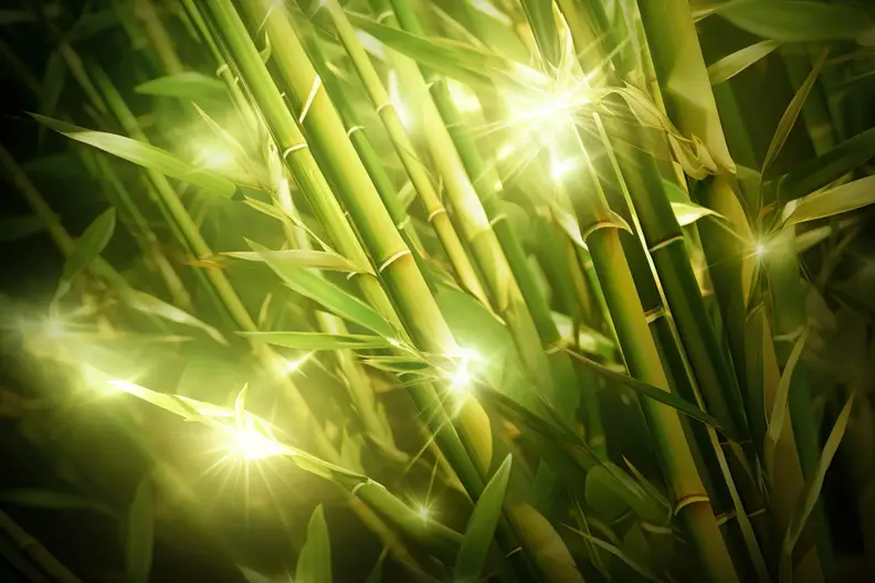 Bamboo-Energy.webp