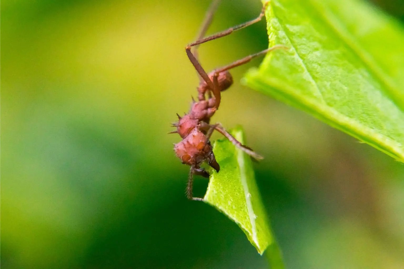 Leaf-Cutting-Ant-1536x1024.webp