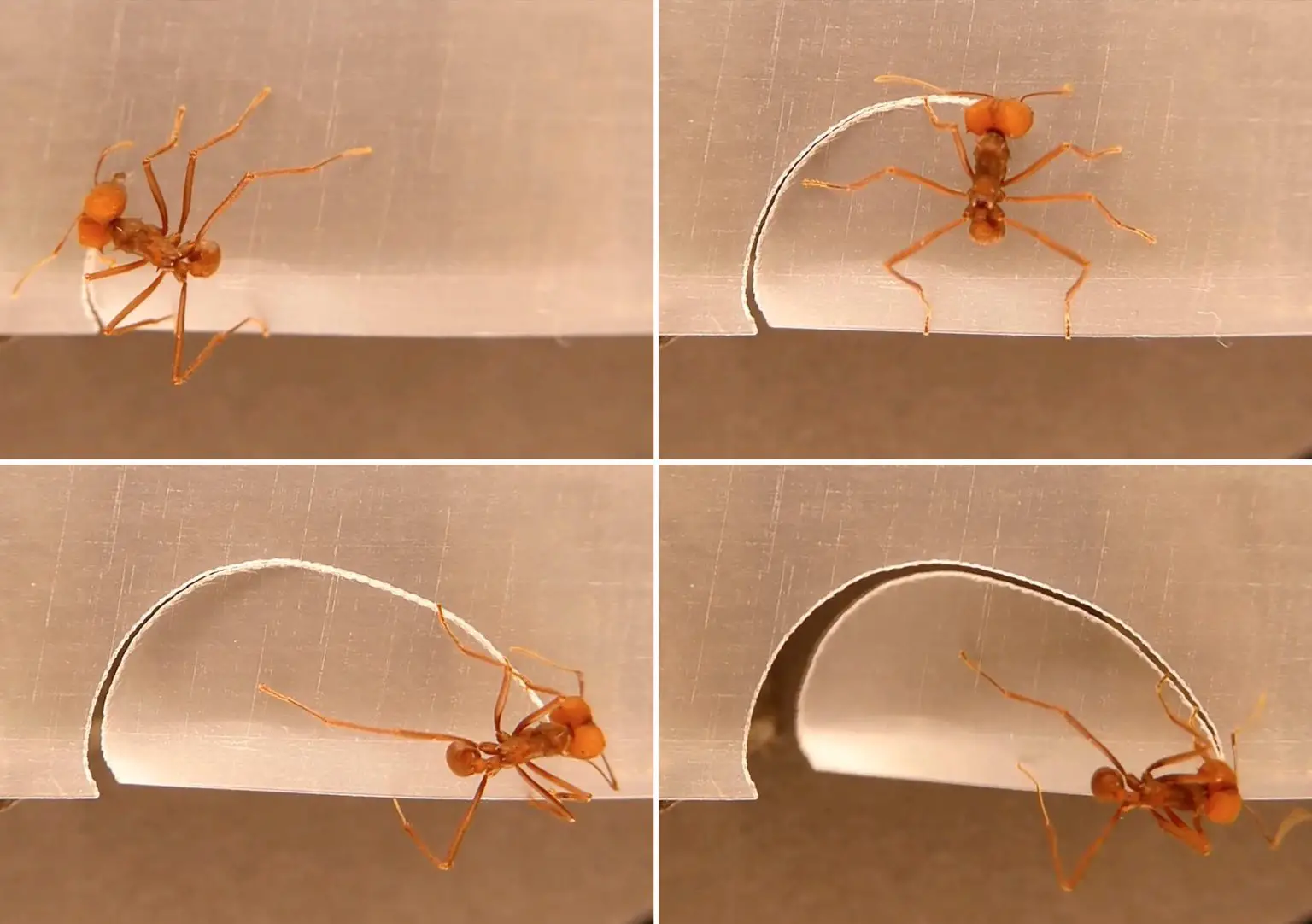 Leaf-Cutting-Ant-at-Work-1536x1082.webp