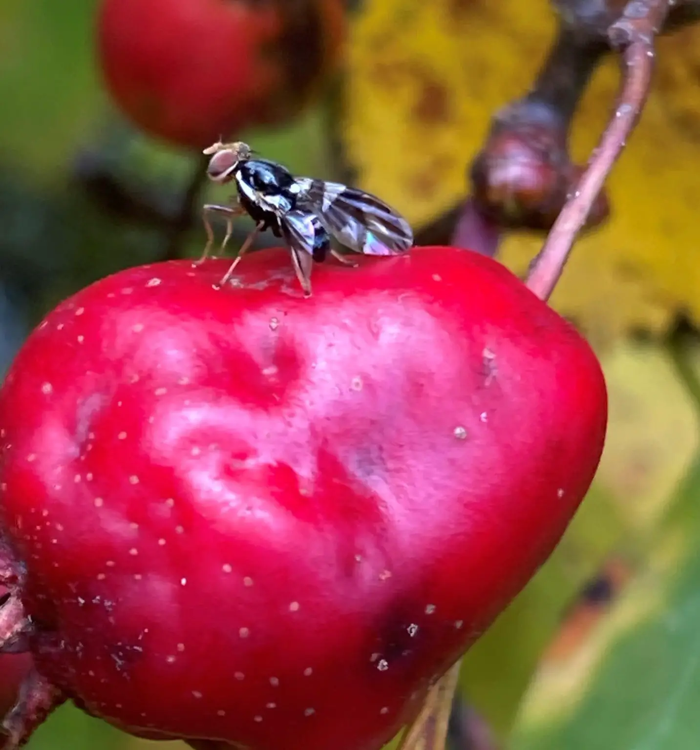 Apple-Maggot-Fly-1433x1536.webp