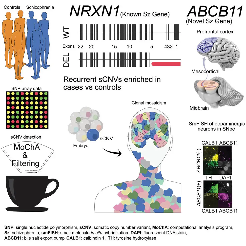 Schizophrenia-Associated-Somatic-Copy-Number-Variants.webp